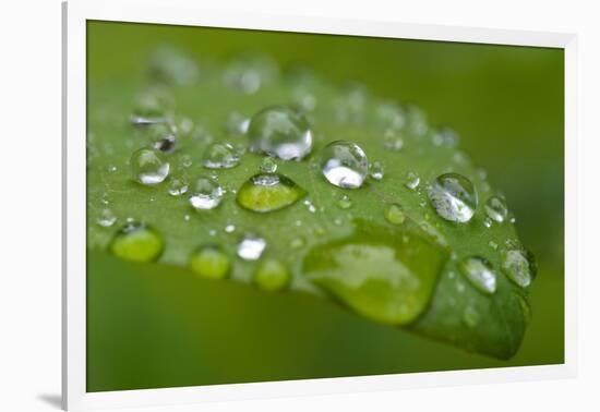 Close-up of Rain Droplets on Leaf-Matt Freedman-Framed Photographic Print