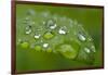 Close-up of Rain Droplets on Leaf-Matt Freedman-Framed Photographic Print