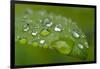 Close-up of Rain Droplets on Leaf-Matt Freedman-Framed Photographic Print