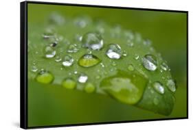 Close-up of Rain Droplets on Leaf-Matt Freedman-Framed Stretched Canvas