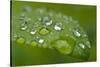 Close-up of Rain Droplets on Leaf-Matt Freedman-Stretched Canvas