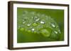 Close-up of Rain Droplets on Leaf-Matt Freedman-Framed Photographic Print