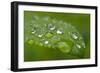 Close-up of Rain Droplets on Leaf-Matt Freedman-Framed Photographic Print