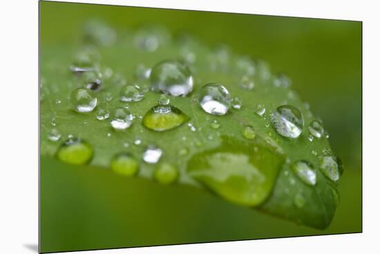 Close-up of Rain Droplets on Leaf-Matt Freedman-Mounted Premium Photographic Print