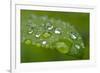 Close-up of Rain Droplets on Leaf-Matt Freedman-Framed Photographic Print