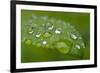 Close-up of Rain Droplets on Leaf-Matt Freedman-Framed Photographic Print