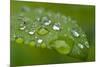 Close-up of Rain Droplets on Leaf-Matt Freedman-Mounted Photographic Print