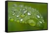 Close-up of Rain Droplets on Leaf-Matt Freedman-Framed Stretched Canvas