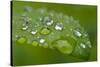 Close-up of Rain Droplets on Leaf-Matt Freedman-Stretched Canvas