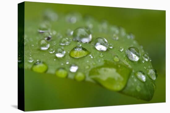 Close-up of Rain Droplets on Leaf-Matt Freedman-Stretched Canvas