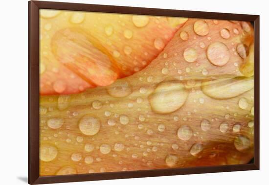 Close-up of Rain Droplets on Orange Tulip Petals-Matt Freedman-Framed Photographic Print