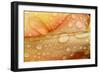 Close-up of Rain Droplets on Orange Tulip Petals-Matt Freedman-Framed Photographic Print