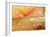 Close-up of Rain Droplets on Orange Tulip Petals-Matt Freedman-Framed Photographic Print