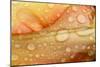 Close-up of Rain Droplets on Orange Tulip Petals-Matt Freedman-Mounted Photographic Print