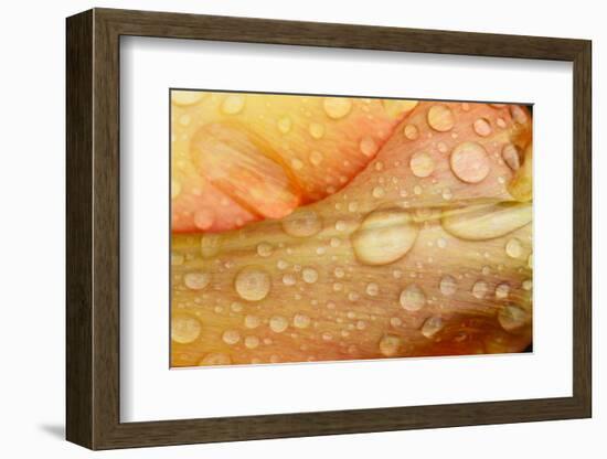 Close-up of Rain Droplets on Orange Tulip Petals-Matt Freedman-Framed Photographic Print