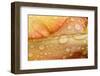 Close-up of Rain Droplets on Orange Tulip Petals-Matt Freedman-Framed Photographic Print