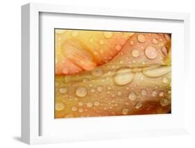 Close-up of Rain Droplets on Orange Tulip Petals-Matt Freedman-Framed Photographic Print