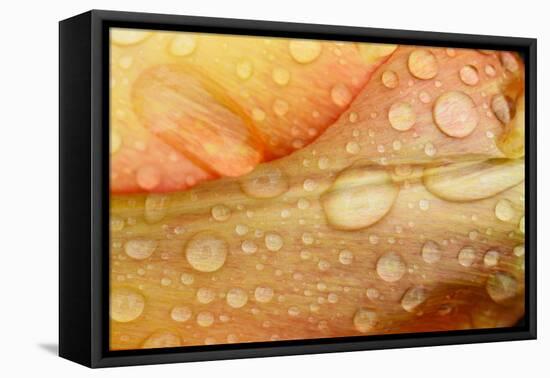 Close-up of Rain Droplets on Orange Tulip Petals-Matt Freedman-Framed Stretched Canvas