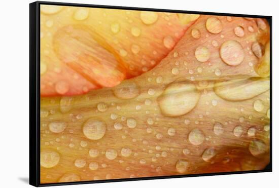 Close-up of Rain Droplets on Orange Tulip Petals-Matt Freedman-Framed Stretched Canvas
