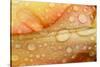 Close-up of Rain Droplets on Orange Tulip Petals-Matt Freedman-Stretched Canvas