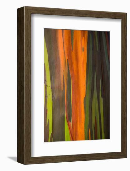 Close-up of Rainbow Eucalyptus (Eucalyptus deglupta) tree, Maui, Hawaii, USA-null-Framed Photographic Print