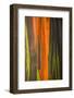 Close-up of Rainbow Eucalyptus (Eucalyptus deglupta) tree, Maui, Hawaii, USA-null-Framed Photographic Print