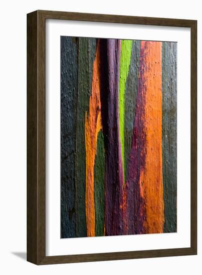 Close-up of Rainbow Eucalyptus (Eucalyptus deglupta) tree, Maui, Hawaii, USA-null-Framed Photographic Print