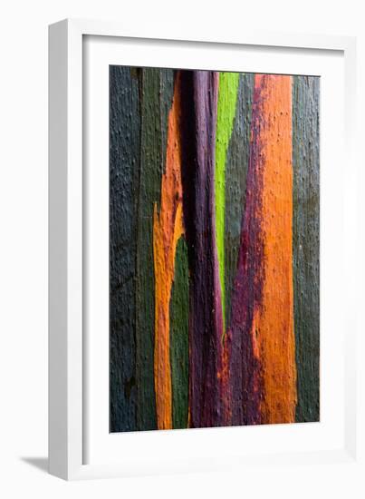 Close-up of Rainbow Eucalyptus (Eucalyptus deglupta) tree, Maui, Hawaii, USA-null-Framed Photographic Print