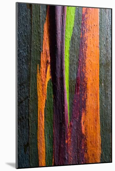 Close-up of Rainbow Eucalyptus (Eucalyptus deglupta) tree, Maui, Hawaii, USA-null-Mounted Photographic Print