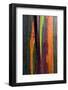 Close-up of Rainbow Eucalyptus (Eucalyptus deglupta) tree, Maui, Hawaii, USA-null-Framed Photographic Print