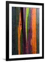 Close-up of Rainbow Eucalyptus (Eucalyptus deglupta) tree, Maui, Hawaii, USA-null-Framed Photographic Print