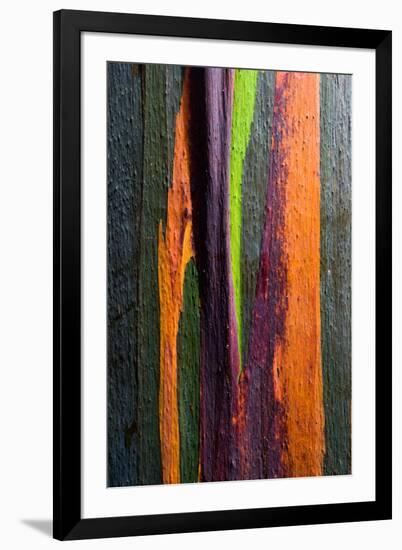 Close-up of Rainbow Eucalyptus (Eucalyptus deglupta) tree, Maui, Hawaii, USA-null-Framed Photographic Print