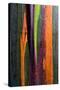 Close-up of Rainbow Eucalyptus (Eucalyptus deglupta) tree, Maui, Hawaii, USA-null-Stretched Canvas