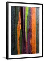 Close-up of Rainbow Eucalyptus (Eucalyptus deglupta) tree, Maui, Hawaii, USA-null-Framed Photographic Print