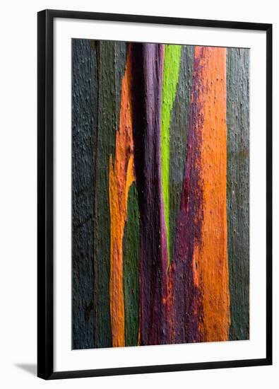 Close-up of Rainbow Eucalyptus (Eucalyptus deglupta) tree, Maui, Hawaii, USA-null-Framed Photographic Print