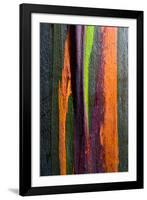 Close-up of Rainbow Eucalyptus (Eucalyptus deglupta) tree, Maui, Hawaii, USA-null-Framed Photographic Print