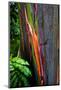 Close-up of Rainbow Eucalyptus (Eucalyptus deglupta) tree, Maui, Hawaii, USA-null-Mounted Photographic Print