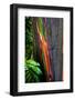 Close-up of Rainbow Eucalyptus (Eucalyptus deglupta) tree, Maui, Hawaii, USA-null-Framed Photographic Print