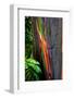 Close-up of Rainbow Eucalyptus (Eucalyptus deglupta) tree, Maui, Hawaii, USA-null-Framed Photographic Print