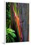 Close-up of Rainbow Eucalyptus (Eucalyptus deglupta) tree, Maui, Hawaii, USA-null-Framed Premium Photographic Print