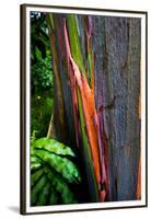 Close-up of Rainbow Eucalyptus (Eucalyptus deglupta) tree, Maui, Hawaii, USA-null-Framed Premium Photographic Print