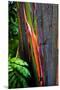 Close-up of Rainbow Eucalyptus (Eucalyptus deglupta) tree, Maui, Hawaii, USA-null-Mounted Premium Photographic Print