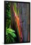 Close-up of Rainbow Eucalyptus (Eucalyptus deglupta) tree, Maui, Hawaii, USA-null-Framed Premium Photographic Print