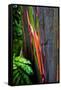 Close-up of Rainbow Eucalyptus (Eucalyptus deglupta) tree, Maui, Hawaii, USA-null-Framed Stretched Canvas