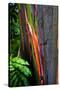 Close-up of Rainbow Eucalyptus (Eucalyptus deglupta) tree, Maui, Hawaii, USA-null-Stretched Canvas