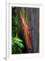 Close-up of Rainbow Eucalyptus (Eucalyptus deglupta) tree, Maui, Hawaii, USA-null-Framed Photographic Print