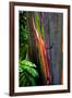 Close-up of Rainbow Eucalyptus (Eucalyptus deglupta) tree, Maui, Hawaii, USA-null-Framed Photographic Print