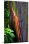 Close-up of Rainbow Eucalyptus (Eucalyptus deglupta) tree, Maui, Hawaii, USA-null-Mounted Photographic Print