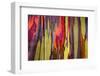 Close-up of Rainbow Eucalyptus (Eucalyptus deglupta) tree, Maui, Hawaii, USA-null-Framed Photographic Print