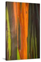 Close-up of Rainbow Eucalyptus (Eucalyptus deglupta) tree, Maui, Hawaii, USA-null-Stretched Canvas